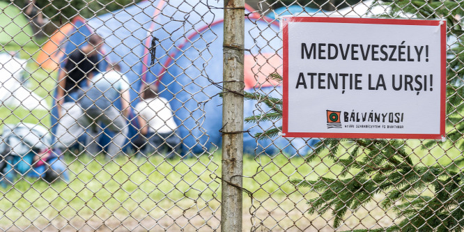 Kilőtték az egyik veszélyes medvét Tusnádfürdőn