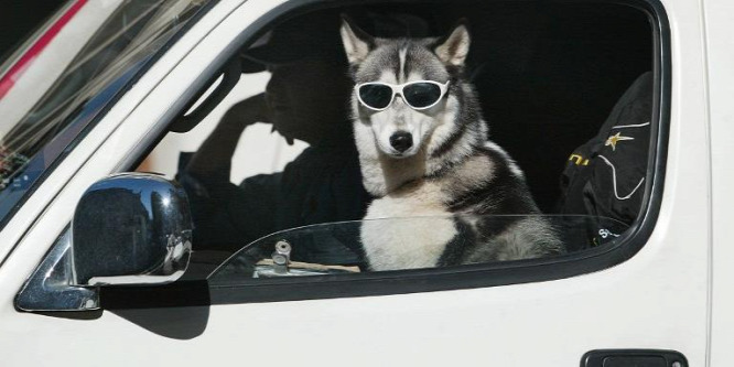 Otthonra talált a bizarr tekintetű husky, akit senki sem akart hazavinni
