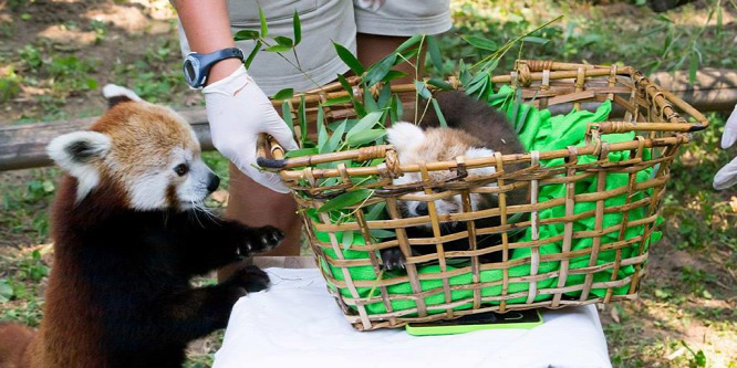 Vörös macskamedvék születtek a Nyíregyházi Állatparkban: fotók