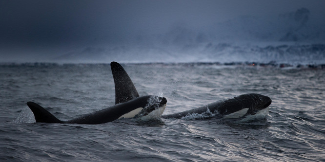 Óceáni horror: 70 kardszárnyú delfin támadt rá egy kék bálnára - videó