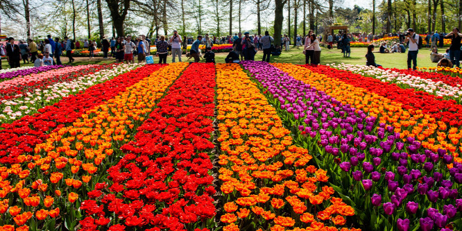 A holland tulipánmánia volt a gazdaságtörténet első nagy lufija