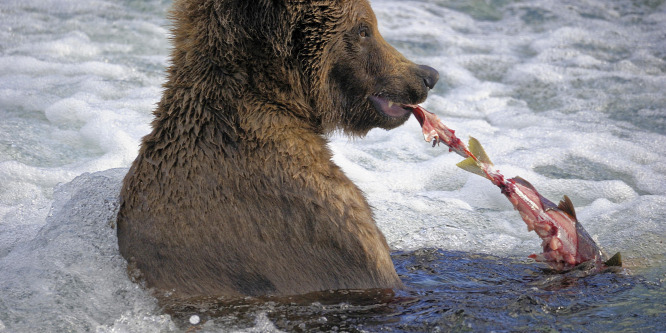 Negyven év után ismét jeladóval fognak követni egy nőstény grizzly medvét Washington államban