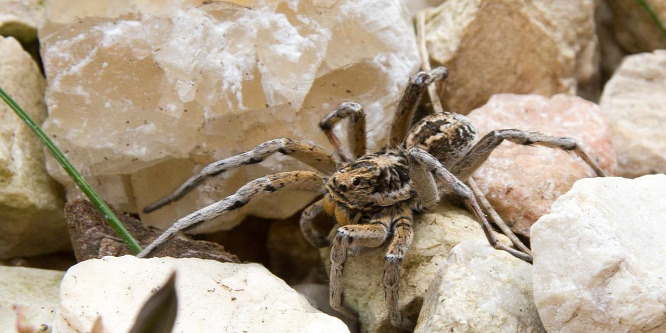 Horror: óriáspókok tartják rettegésben Szegedet és környékét