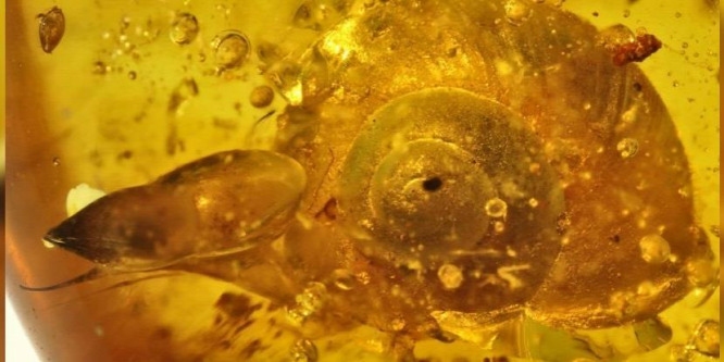 Páratlan állapotban őrződött meg egy 100 millió éve élt csiga