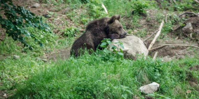 Medvekisokos: így ússzuk meg a kellemetlen találkozást kempingezéskor