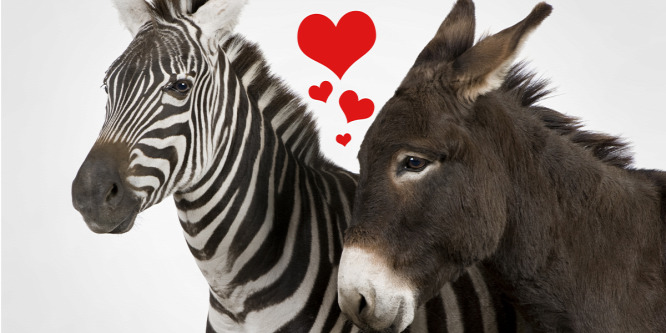 Zebra és szamár szerelméből született egy hihetetlenül aranyos állat