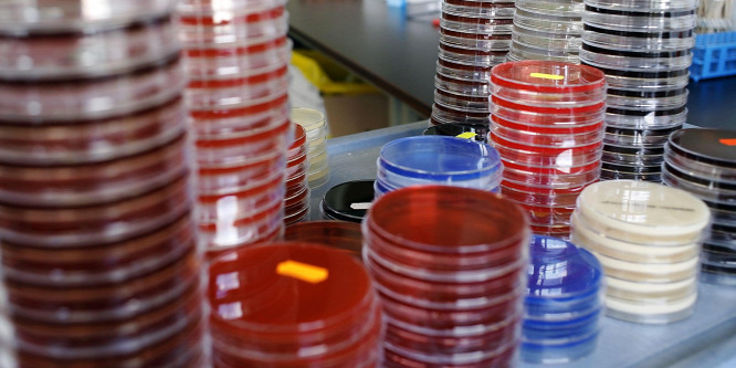 A szervezet antibiotikumai harcolhatnak a jövő szuperbaktériumai ellen