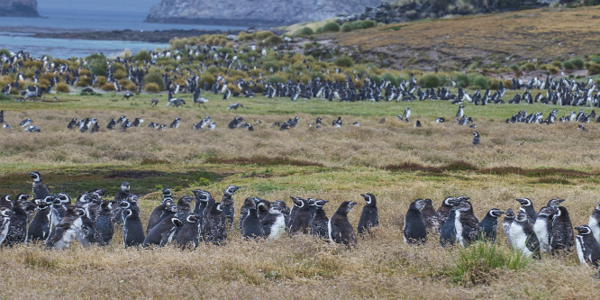 Eladó a Falkland-szigetek egyik kisebb szigete