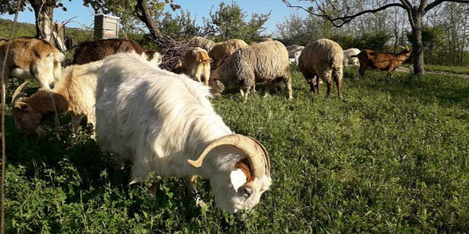 "Egyhektáros szlben álmodtunk magunknak egy kis farmot Mátraalján"