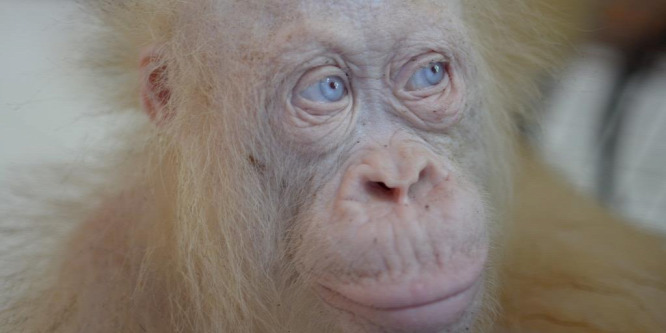 Visszatért az őserdőbe a kék szemű fehér orangután
