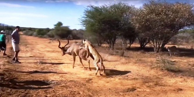 A turistáktól alig pár méterre teperték le a gepárdok a kudut - videó