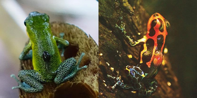 Azonos evolúciós genetikai folyamatok vezettek a monogámiához
