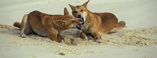 Forrás: AFP/Biosphoto/Alain Mafart-Renodier