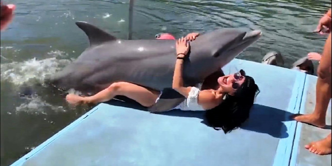 Pajzán jelenet a delfin és a turistalány között