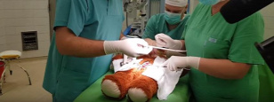Forrás: Dr. Kőnig Róbert/YouTube