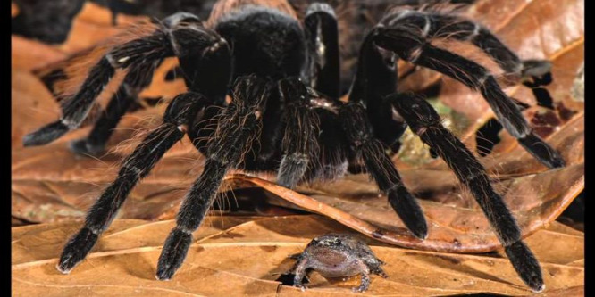 A horrorba illő, vérszomjas pók még a kutatókat is sokkolta