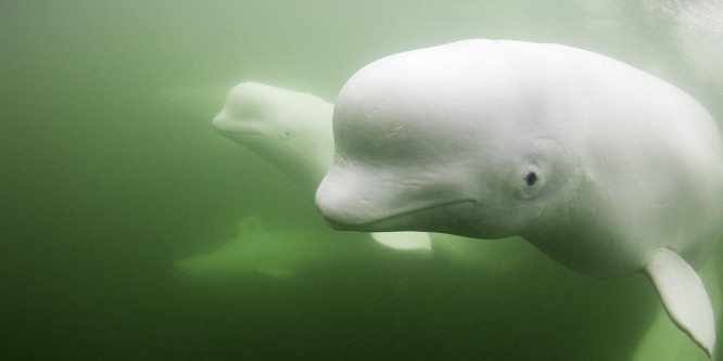 Megszökött az orosz haditengerészettl egy beluga