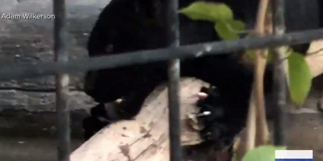 Jaguár támadt a szelfiző nőre egy állatkertben - videó
