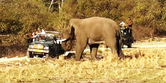 Rátámadt az elefánt a turisták terepjárójára