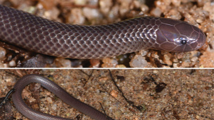 Forrás: (Rodel et al., Zoosystematics and Evolution, 2019)