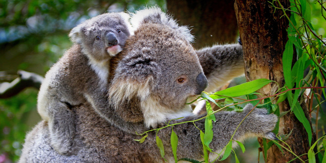 Annyira szomjazott egy koala Ausztráliában, hogy egy biciklistől kért vizet - Videó