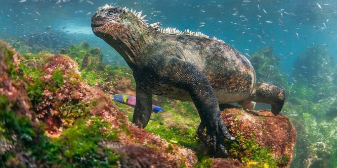 Bizarr, „alien” szörnyek foglalták el a Galápagos-szigetek vizeit