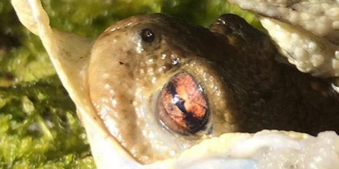 Gyomorforgató módon gyilkolt a titokzatos ragadozó