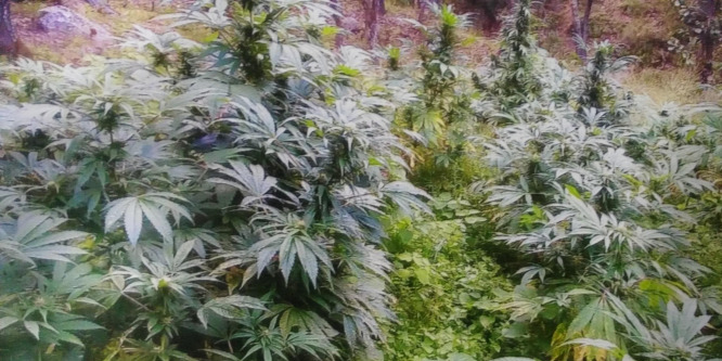 Legalizálták a marihuánát Guam szigetén