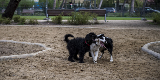 Népszerű a városligeti Kutyás élménypark