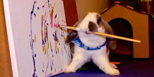 Forrás: Bini the bunny Facebook