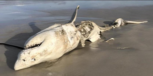 Forrás: (Hennie Otto/Marine Dynamics/Dyer Island Conservation Trust)
