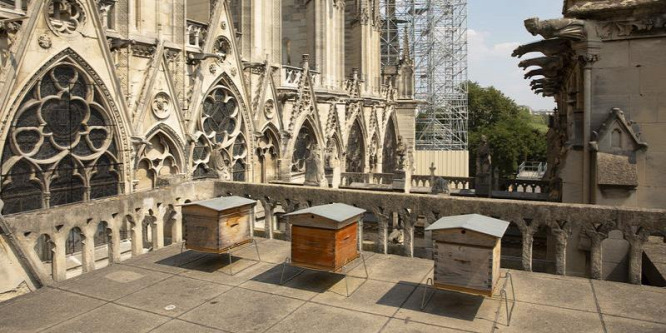 A Notre-Dame sok ezer méhe csodával határos módon túlélte a tűzvészt