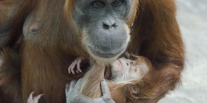 Ötvenéves lett a St. Louis-i állatkert orangutánja