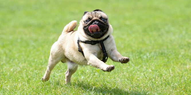 Megfejtették a mopszok és bulldogok légzési nehézségeinek okát