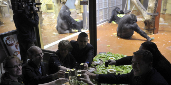 Gorillákkal reggeliztek a fvárosi állatvédk - fotók