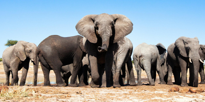 Botswana tilalom hiányában hamarosan elefántmészárlásba kezdhet