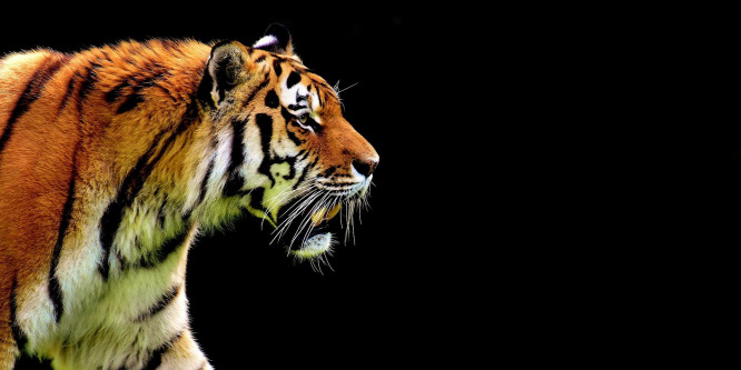 Tigris harapta le gondozója mindkét karját egy vietnámi szabadidőparkban