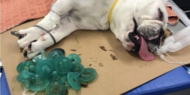 Tizenkilenc cumit nyelt le egy bulldog