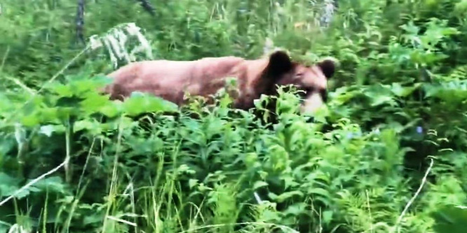 Meglepő találkozó egy grizzly medvével – videó