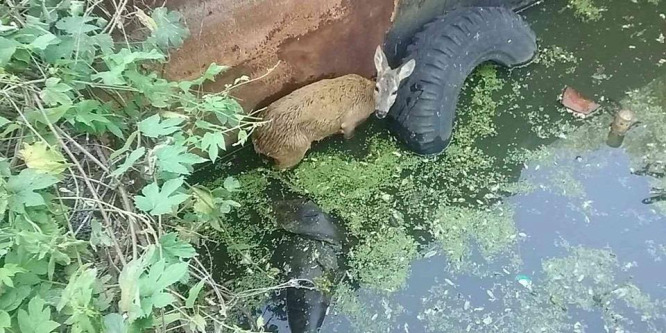 Víztározóban fuldokló őzet mentettek meg a tűzoltók