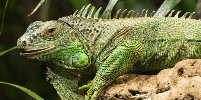 A betolakodó leguánok kiirtására szólították fel a floridaiakat