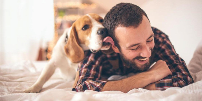 Tudja-e, hogy miért nyalogatják a kutyák előszeretettel a gazdájukat?