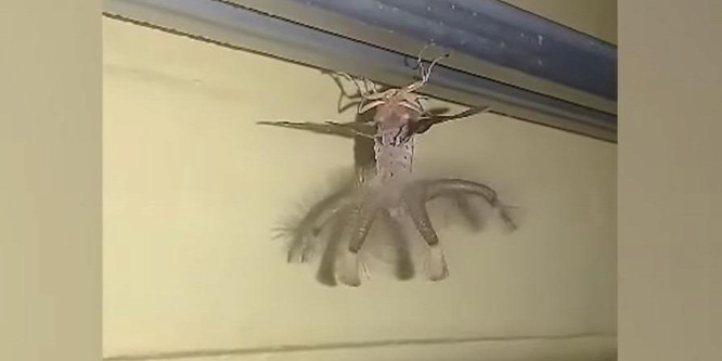 Űrlényszerű, bizarr lény jelent meg egy férfi plafonján – videó