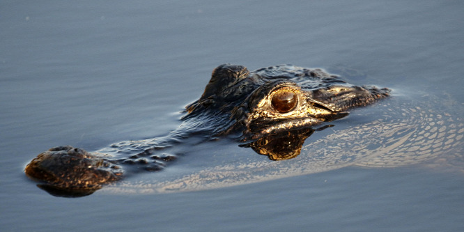 Emberi maradványokat találtak egy aligátor szájában Floridában