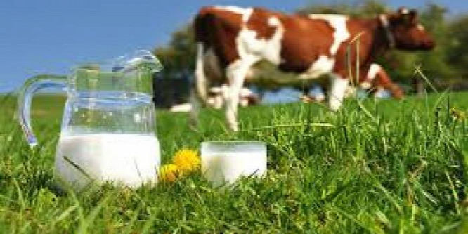A húsmentes hús után itt a tehénmentes tej