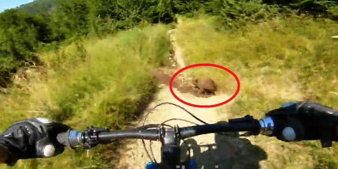 Centiken múlott a bringás ütközése a medvebocsokkal – videó