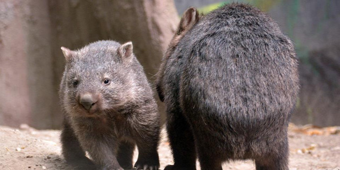 Kis szerencsével már látható az állatkertben Maya, a vombatkölyök