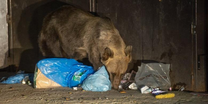 Betört egy medve Székelyudvarhelyre, figyelmeztető lövésekkel kergették el