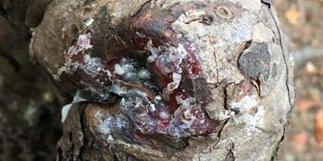 Rejtély, miért tartja életben az erdő a különös zombifát