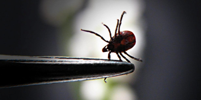 Kullancsok: a háromszorosára emelkedett Lyme-kóros esetek száma